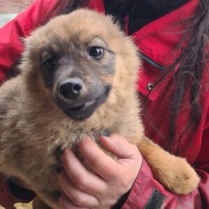 SIGGI - reserviert TH Limburg - vermittelt