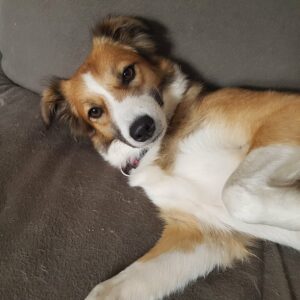 Annie (Zary) in 4653X Dinslaken *vermittelt*