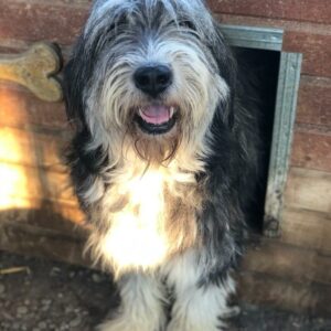 SMILLY - reserviert TH Koblenz vermittelt