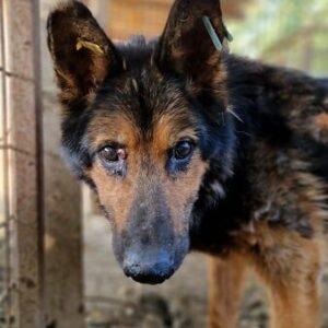 SMARTI - dünner Senior - ausgereist zur Tierhilfe Lebenswert