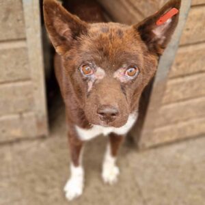 PIETSCHY - Notfall - auf Pflegestelle in PLZ 3 ausgereist