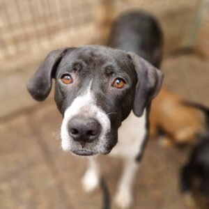 LANI - reserviert TH Filderstadt - vermittelt