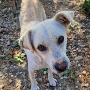 THORGE (♂) - vermisst 11/24