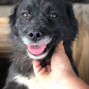 MÄUSCHEN - reserviert TH Tuttlingen - vermittelt