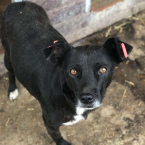 SWANTJE - ausgereist zum TST Rösrath