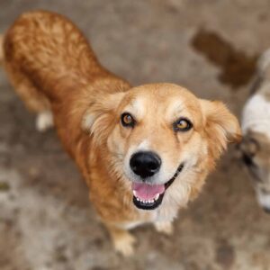 CASSEY - reserviert LS vermittelt