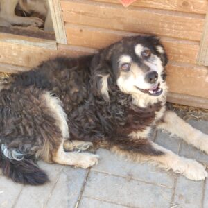 JOSH - reserviert TST Rösrath vermittelt