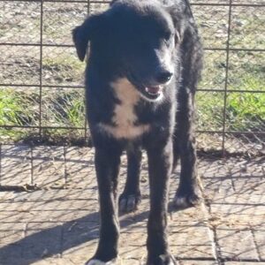 STREUSEL (♂/♀) - vermisst 11/24