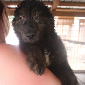 MAXL - reserviert Sasi vermittelt