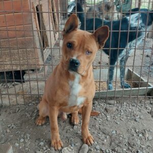 OTTO (♂) - blind! - linkes Auge fehlt - Vermittlung nur AT