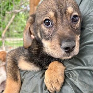 ALESIA - auf PDR PS im PLZ Bezirk 21 *vermittelt*