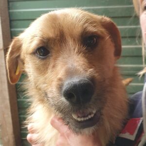 ROBBY - reserviert TST Rösrath - vermittelt