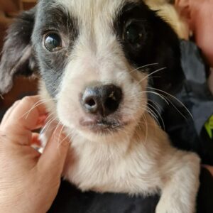 MABOU - sollte zeitnah ausreisen - reserviert Mit Tieren Leben - vermittelt