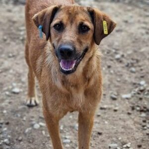 JESKE (♂) – vermisst 11/24