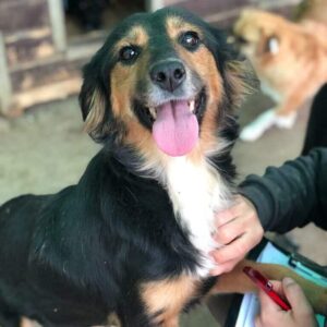 MISS MONEYPENNY - reserviert TST Rösrath vermittelt