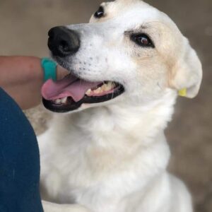 SARIY - reserviert Betty - vermittelt