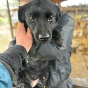 ADELINA - sitzt seit Anfang 2023 in überfülltem Welpenkennel - auf PDR PS im PLZ Bezirk 76 - vermittelt