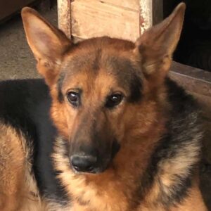 LOONY - reserviert Manuela vermittelt