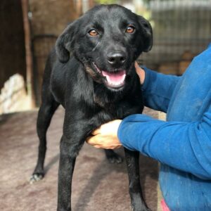 OLEA - auf Pflegestelle in PLZ 21 *vermittelt*