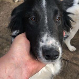 RUSSEL - reserviert Betty vermittelt