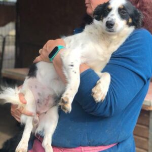 TARKA - auf Pflegestelle in PLZ 7 *vermittelt*