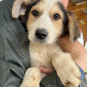 DINELLA - vermittelt JW