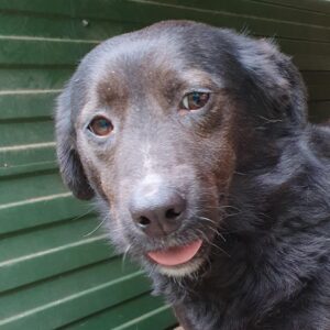 AMY - reserviert TST Rösrath - vermittelt