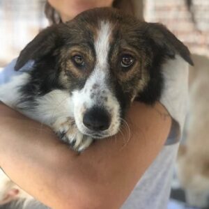 BABS *ausgereist* - vermittelt