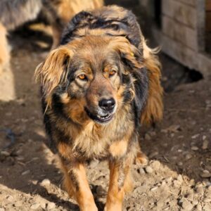 AMADEO (♂) - seit mind. 2022 im Shelter