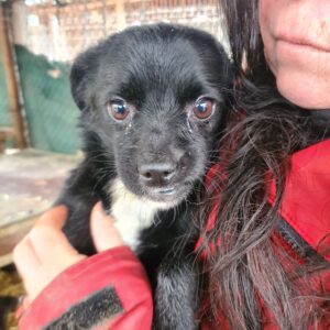 CLEO - auf Pflegestelle in PLZ 2 *vermittelt*