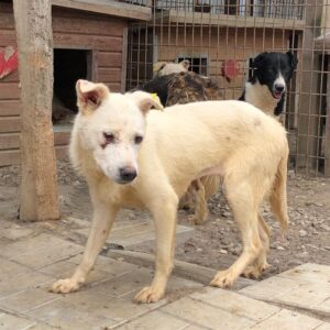 TALVI - verletztes Auge - reserviert NadineH vermittelt