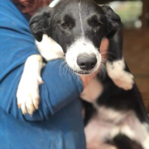 FINKA - reserviert TST Rösrath - vermittelt