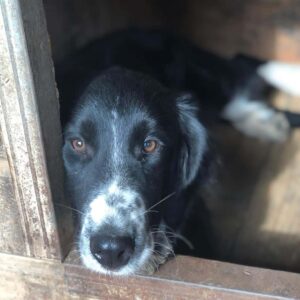 RUBENS - reserviert TST Rösrath vermittelt