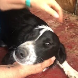 ANTONIO - reserviert TST Rösrath - vermittelt