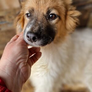 ALVIN - med. Notfall - reserviert Vierbeiner in Not vermittelt