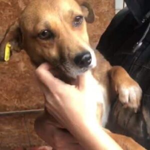 LAVINIA - reserviert MfTL vermittelt