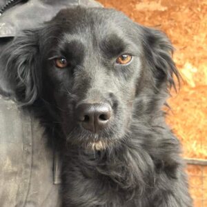 ENJA - auf Pflegestelle in PLZ 2 vermittelt