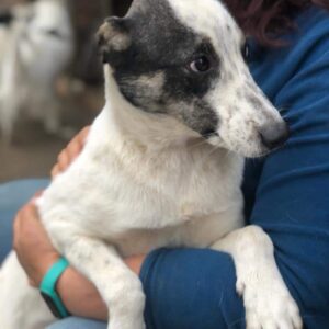 SVEA - reserviert TST Rösrath - vermittelt