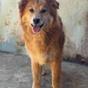 LINETTE (♀) - RBB 02/2025