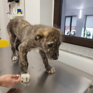 LUDO - vor Ort vermittelt