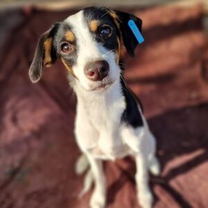 YUNA - ausgereist zur Tierhilfe Lebenswert