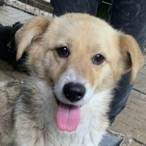 LUNA - reserviert TST Rösrath - vermittelt