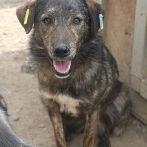 NALA - vermittelt NadineH