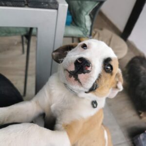 BALTHAZAR - reserviert MG vermittelt