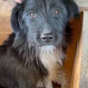 DOLLY (♀) - auf PS im PLZ Bereich 95 (NE) *ausgereist*