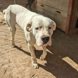 BUFFALO - reserviert Nadine Hackl vermittelt