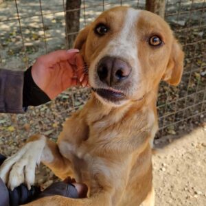 KALIMERO - will völlig verzweifelt zum Menschen - reserviert TH Limburg vermittelt