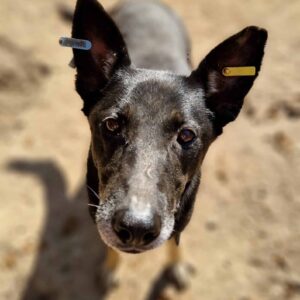 PIPER - Rute hängt leicht schief, Gangbild ist nicht in Ordnung - reserviert Mit Tieren leben e.V. vermittelt