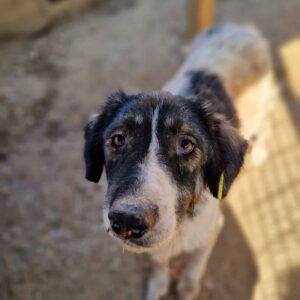 MADINA - zu dünne und verbrauchte Oma! - reserviert Lika Schneider DR (24.10) - vermittelt