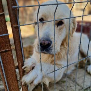 BERNI - seelischer Notfall - reserviert MfTL / CP - vermittelt